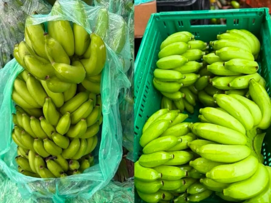 Banana maçã da RR Bananas em caixa