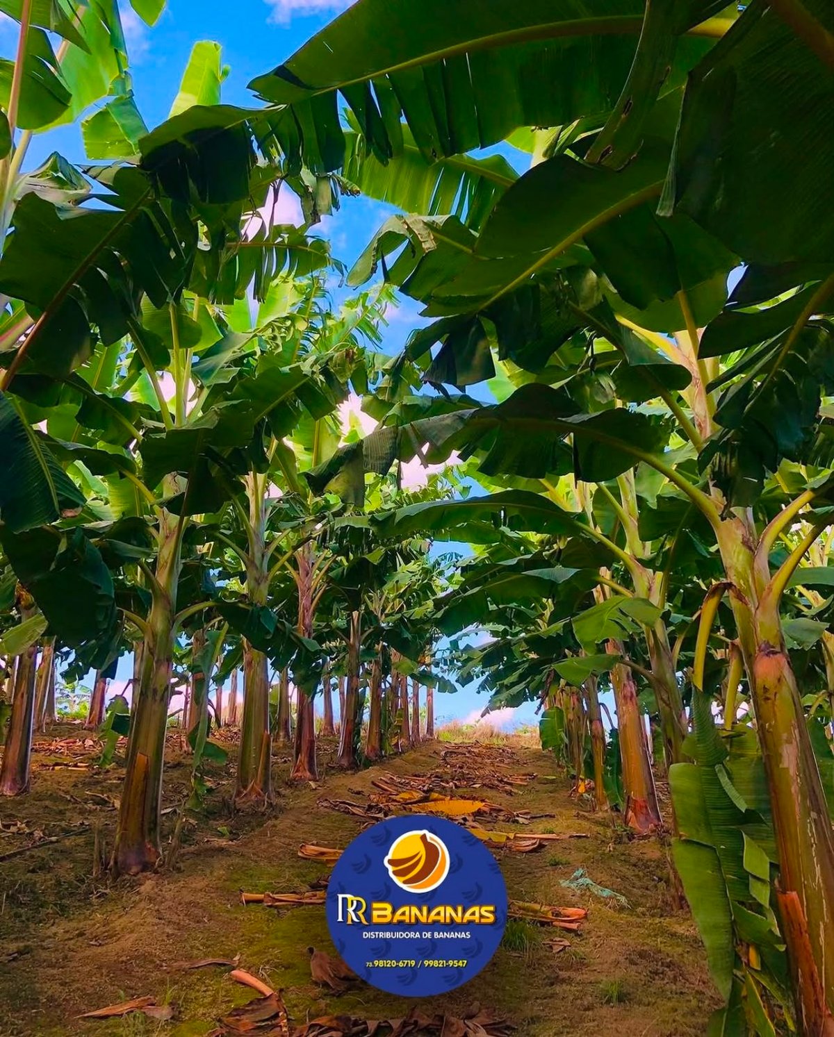 Roça de bananas da RR Bananas com bananeiras carregadas